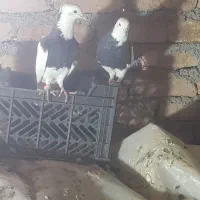 سه جفت طوقی به شرط تخم وجوجه