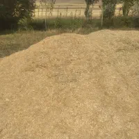 کاه گندم دیمی