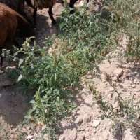 گوسفند فروشی