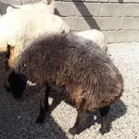 فروش قوچ بچه قوچ و نری