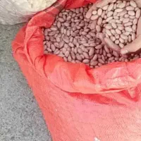 بذر بادام زمینی اطلس پایین ترین قیمت سورت شده