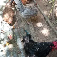فروش مرغ و خروس گلین محلی