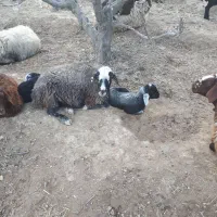 میش|حیوانات مزرعه|چهارباغ, |دیوار