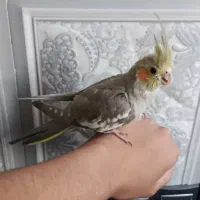 عروس هلندی ماده