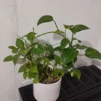گل پتوس سرسبز و زیبا قیمت ۴۰۰هزار