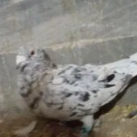 کفتر|پرنده|بیرجند, |دیوار