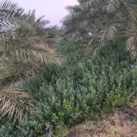 32تا رده علف 1درو اجاره میدم