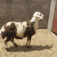 بره نر پلنگی