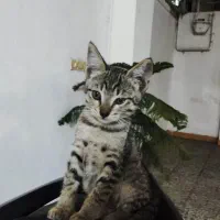 گربه دو ماهه برای واگذاری رایگان