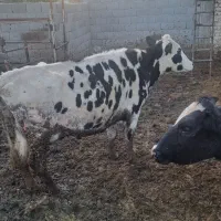 گاو نوبر شکم دو