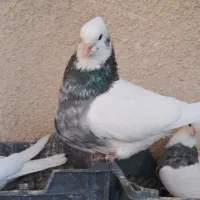 طوقی نروماده