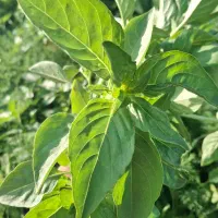نهال گورجه محلی فقط پنجشنبه و جمعه هزارتومن