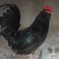 خروس گلین بالغ
