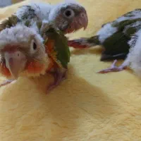 جوجه گرینچیک