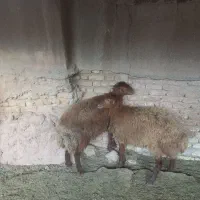 بره ماده