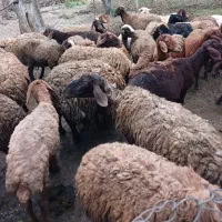 میش وبره