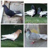 رنگی شهرستانی دمسفید کله ای