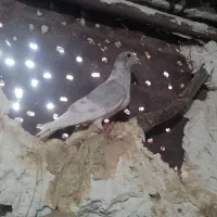 پلاکی الماسی خط سفید نر