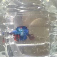 فایتر.بتا.دافنی