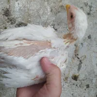 جوجه لاری ۲ماهه نسل