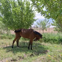 اسب|اسب و تجهیزات اسبسواری|انگوران, |دیوار