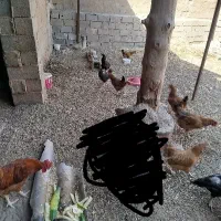 مرغ وخروس فروشی