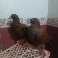سرخ  دورگ عراق