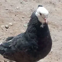 دسته کبوتر