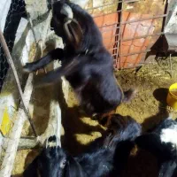 بز.|حیوانات مزرعه|مینودشت, |دیوار