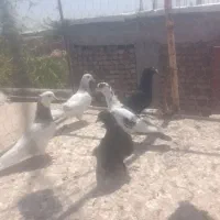 کفتر