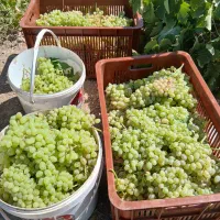 انگور عسگری درجه 1
