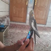 عروس هلندی