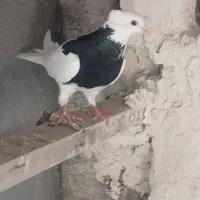 طوقی