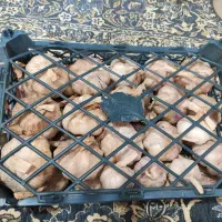 انواع سیر    قیمت توضیحات
