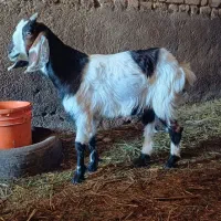 بزغاله گوش دراز پاکستانی