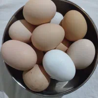 تخم مرغ محلی