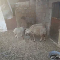 میش