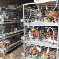 مرغ تخمگذار و قفس با اقساط