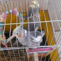 عروس هلندی سخنگو