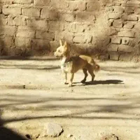 سگ پاکوتاه نژاد شیواوا