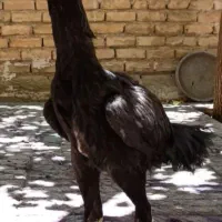 دو عدد خروس و مرغ لاری