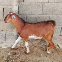 فروش یک عدد کهره نر