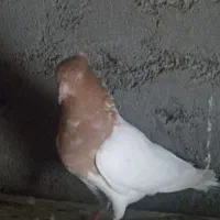 یه جفت کله زرد