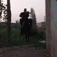 اسب