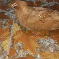 کبوتر صرب