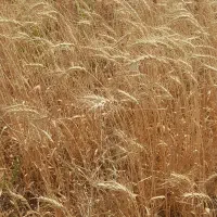 گندم بذ ری دیم
