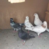 کبوتر  نر و ماده