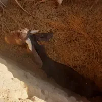 تروشت پنجاپ
