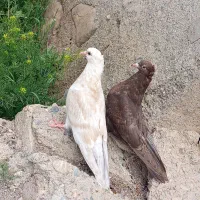 کبوتر|پرنده|سیلوانه, |دیوار