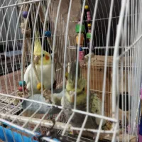 دو عدد عروس هلندی جفت